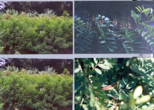 Indigo plants in 2002 at Kingsley Plantation.